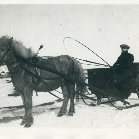 Hestur dregur snjósleða. Óþekktur maður, án árs. Borgarskjalasafn Reykjavíkur. 