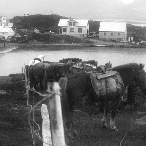 Þegar námssamningur Thors á Borðeyri rann út bauðst honum að taka að sér verslunarrekstur í Borgarnesi. Hann reyndist mjög atorkusamur verslunarstjóri og rak líka bú á tveimur jörðum í Borgarfirði í hjáverkum. Þau efnuðust vel og börnin fæddust hvert af öðru 1887, 1888, 1890 og 1892. Mynd: Thor og Margrét Þorbjörg bjuggu í húsinu lengst til vinstri, en  verslunin og vöruskemmur voru  húsunum fyrir miðju, þar sem Landnámssetrið í Borgarnesi er nú til húsa. Víkin sem þarna sést hefur verið fyllt upp.