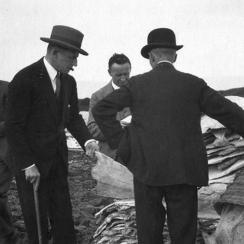 Ólafur átti ekki langt að sækja áhugann því faðir hans, Thor Jensen, var einn framkvæmdastjóra Milljónafélagsins, sem rak öfluga útgerð, fiskverkun og verslun og var einn helsti útflytjandi saltfisks, einnar verðmætustu útflutningsafurðar Íslendinga á þessum árum. Mynd: Hugað að gæðum saltfisks á stakkstæði.