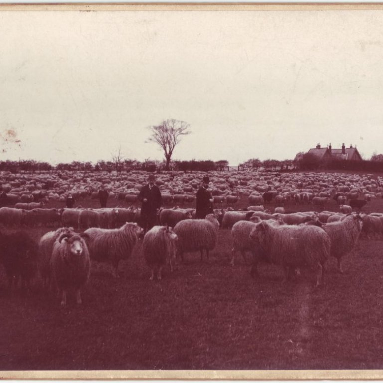 Um 1898. Fjárhópur sem Thor Jensen flutti á fæti til Skotlands í lok 19. aldar  Ljósmyndasafn Reykjavíkur.