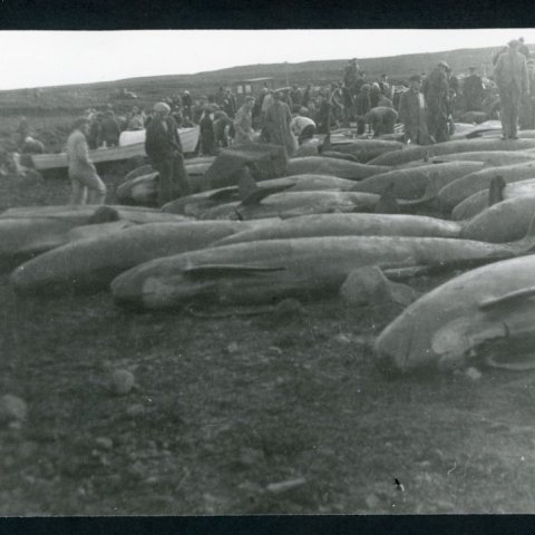 vela_reykjavik_00147